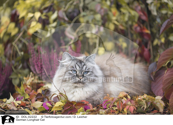 Deutsch Langhaar / German Longhair Cat / DOL-02222