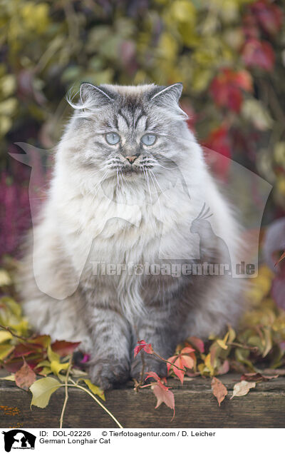 Deutsch Langhaar / German Longhair Cat / DOL-02226