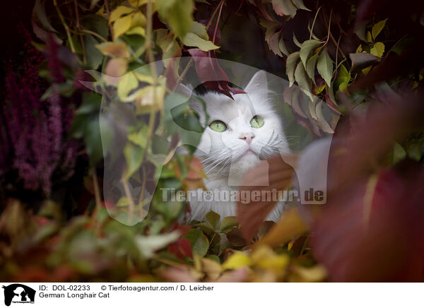 Deutsch Langhaar / German Longhair Cat / DOL-02233