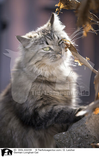 Deutsch Langhaar / German Longhair Cat / DOL-02239