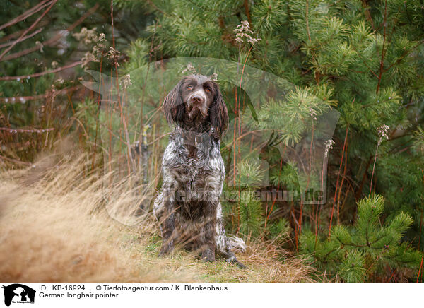 Deutsch Langhaar / German longhair pointer / KB-16924