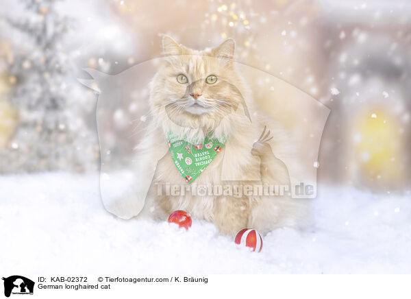 Deutsch Langhaar / German longhaired cat / KAB-02372