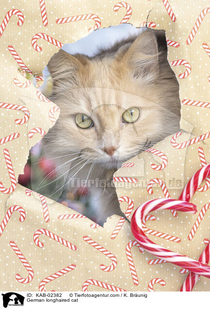 Deutsch Langhaar / German longhaired cat / KAB-02382