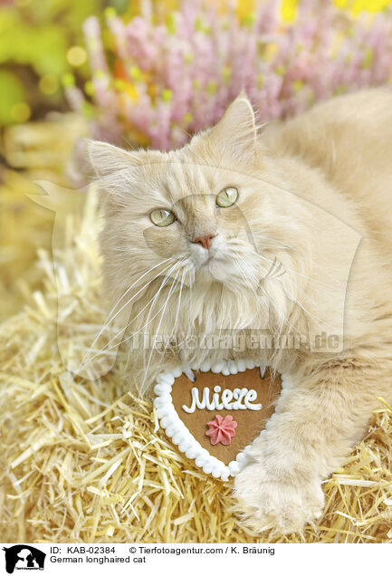 Deutsch Langhaar / German longhaired cat / KAB-02384