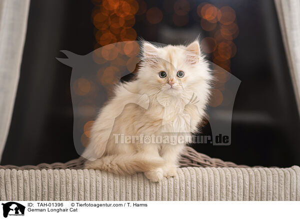 Deutsch Langhaar / German Longhair Cat / TAH-01396