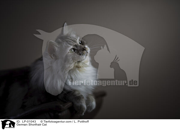 Deutsch Langhaar / German Shorthair Cat / LP-01043