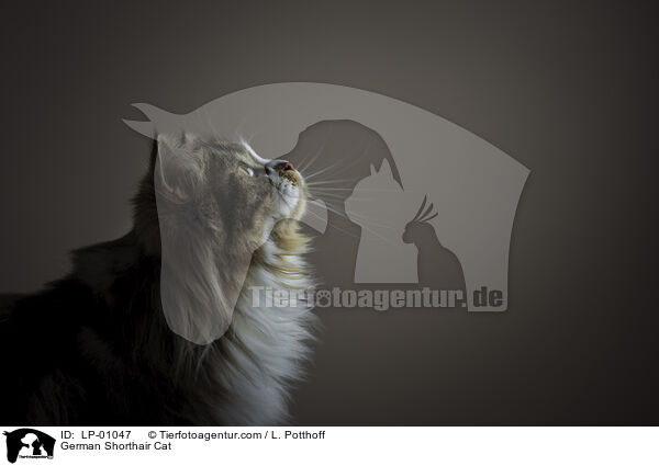 Deutsch Langhaar / German Shorthair Cat / LP-01047