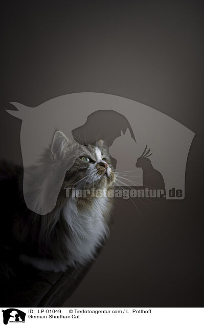 Deutsch Langhaar / German Shorthair Cat / LP-01049
