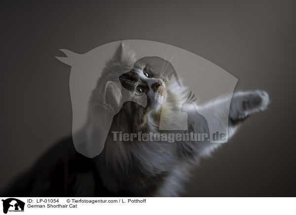 Deutsch Langhaar / German Shorthair Cat / LP-01054