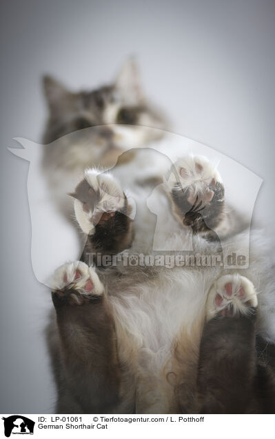 Deutsch Langhaar / German Shorthair Cat / LP-01061