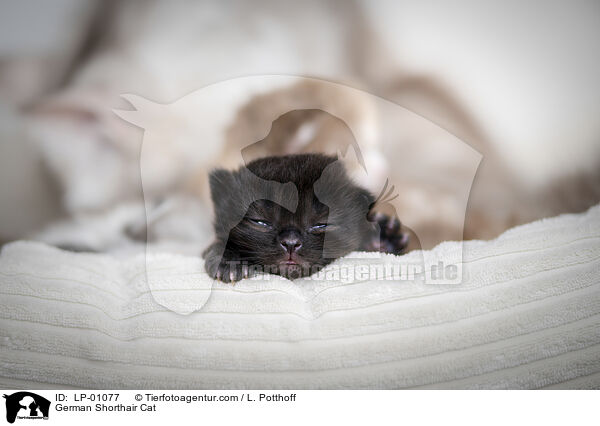 Deutsch Langhaar / German Shorthair Cat / LP-01077