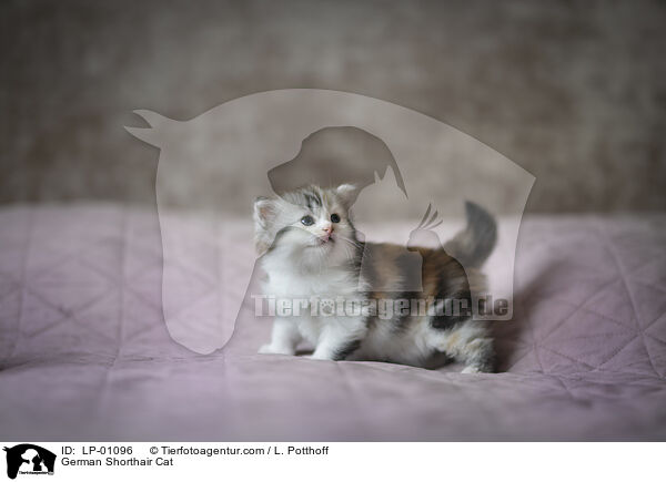 German Shorthair Cat / LP-01096