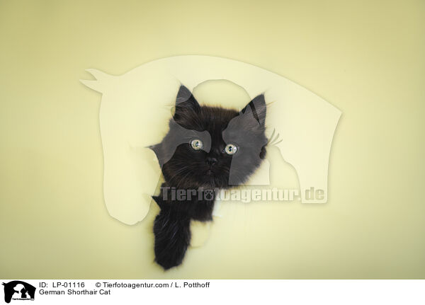 Deutsch Langhaar / German Shorthair Cat / LP-01116