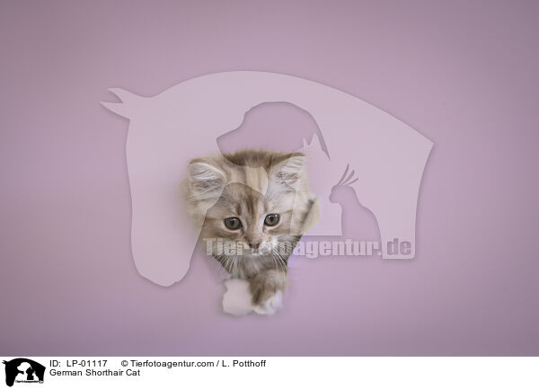 Deutsch Langhaar / German Shorthair Cat / LP-01117