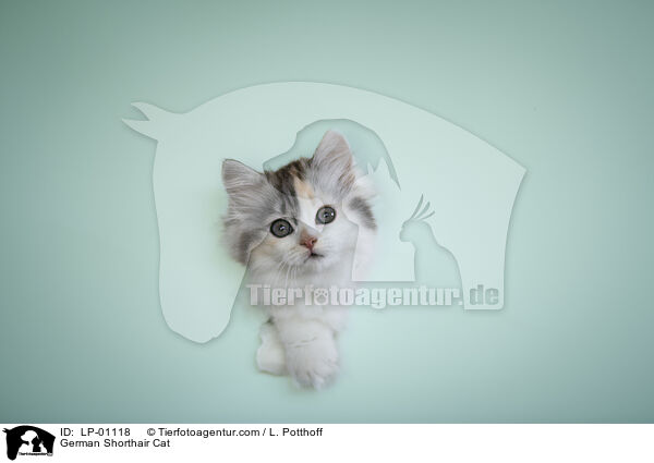 Deutsch Langhaar / German Shorthair Cat / LP-01118