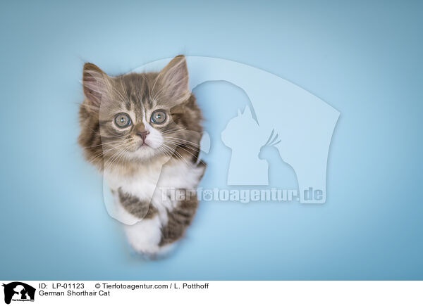 Deutsch Langhaar / German Shorthair Cat / LP-01123