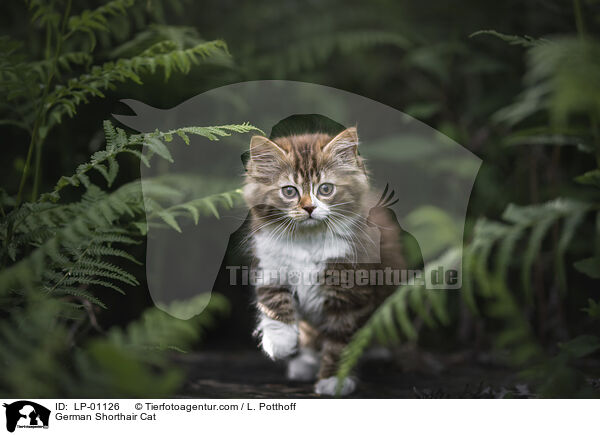 Deutsch Langhaar / German Shorthair Cat / LP-01126