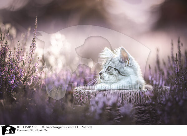 Deutsch Langhaar / German Shorthair Cat / LP-01135