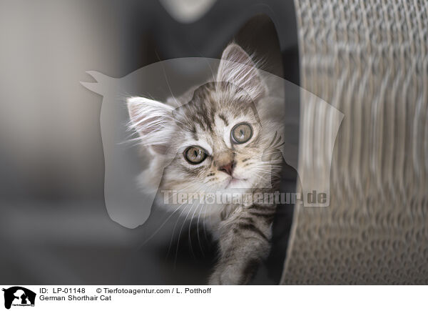 German Shorthair Cat / LP-01148