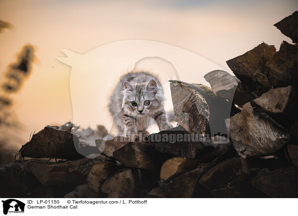 Deutsch Langhaar / German Shorthair Cat / LP-01150