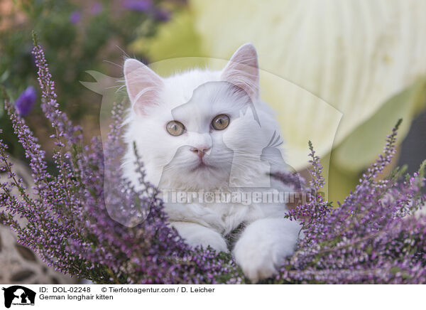 Deutsch Langhaar Ktzchen / German longhair kitten / DOL-02248
