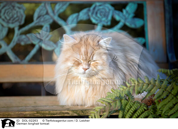 Deutsch Langhaar Kater / German longhair tomcat / DOL-02263