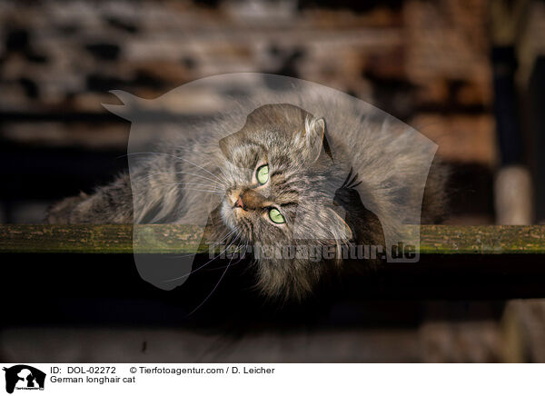 Deutsch Langhaar / German longhair cat / DOL-02272