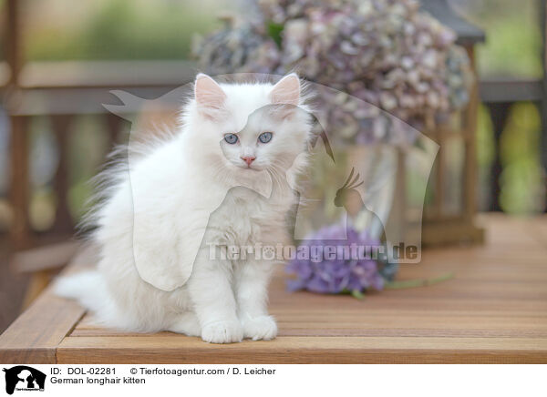 Deutsch Langhaar Ktzchen / German longhair kitten / DOL-02281