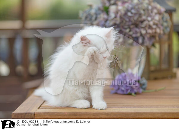 Deutsch Langhaar Ktzchen / German longhair kitten / DOL-02283