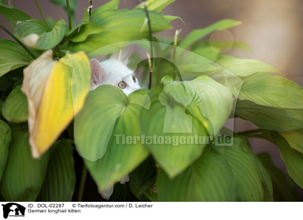 Deutsch Langhaar Ktzchen / German longhair kitten / DOL-02287