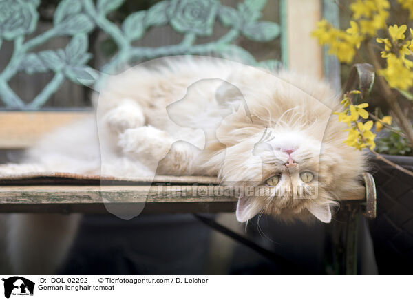 Deutsch Langhaar Kater / German longhair tomcat / DOL-02292