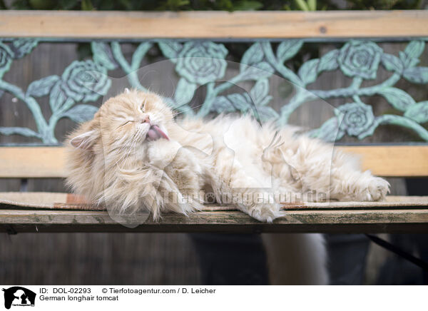Deutsch Langhaar Kater / German longhair tomcat / DOL-02293