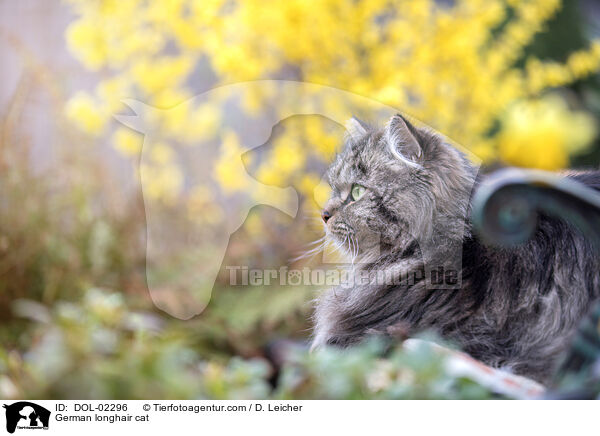 Deutsch Langhaar Kater / German longhair cat / DOL-02296
