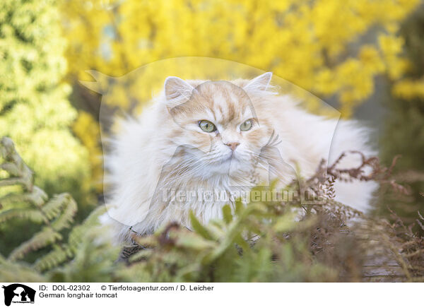 Deutsch Langhaar Kater / German longhair tomcat / DOL-02302