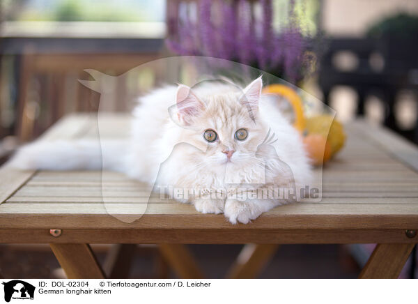 Deutsch Langhaar Ktzchen / German longhair kitten / DOL-02304