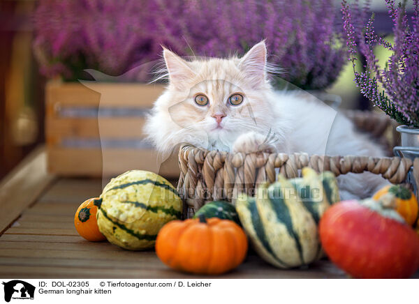 Deutsch Langhaar Ktzchen / German longhair kitten / DOL-02305