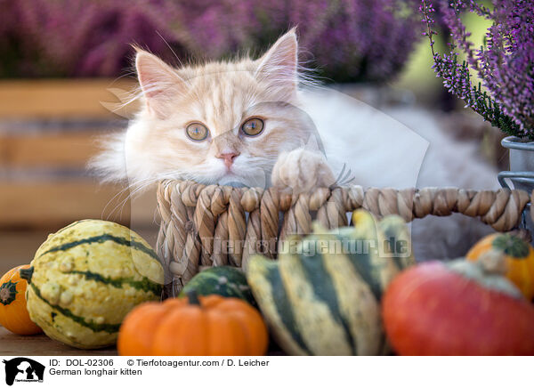 Deutsch Langhaar Ktzchen / German longhair kitten / DOL-02306