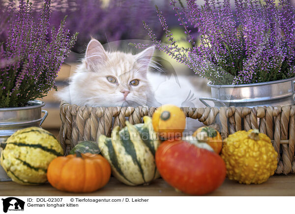 Deutsch Langhaar Ktzchen / German longhair kitten / DOL-02307