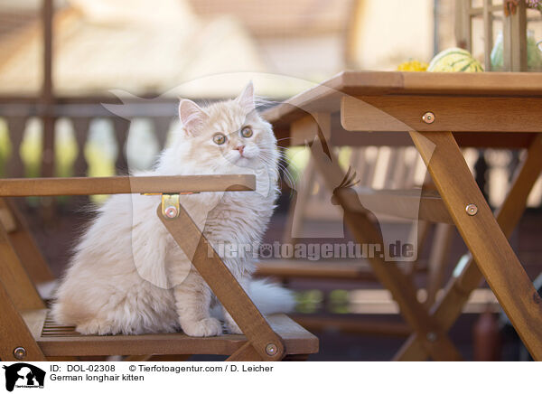 Deutsch Langhaar Ktzchen / German longhair kitten / DOL-02308