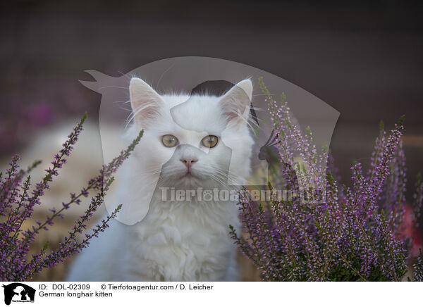 Deutsch Langhaar Ktzchen / German longhair kitten / DOL-02309