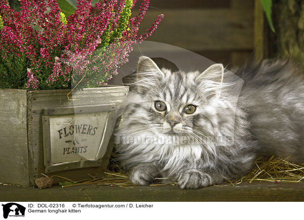 Deutsch Langhaar Ktzchen / German longhair kitten / DOL-02316