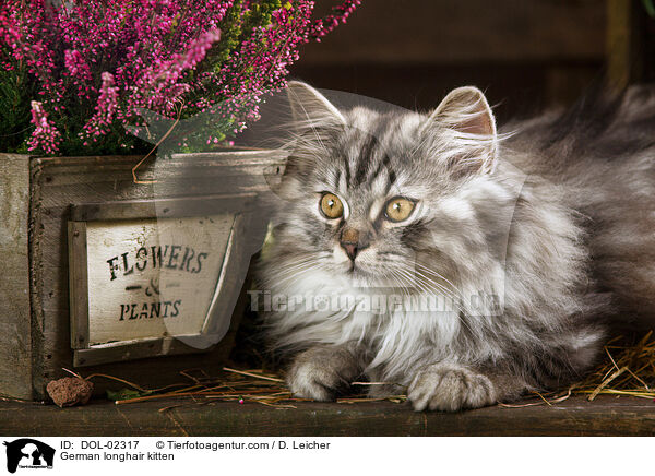 Deutsch Langhaar Kätzchen / German longhair kitten / DOL-02317