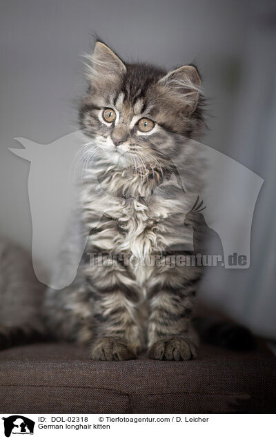Deutsch Langhaar Ktzchen / German longhair kitten / DOL-02318