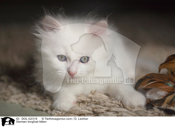 Deutsch Langhaar Ktzchen / German longhair kitten / DOL-02319