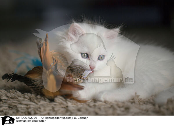 Deutsch Langhaar Ktzchen / German longhair kitten / DOL-02320