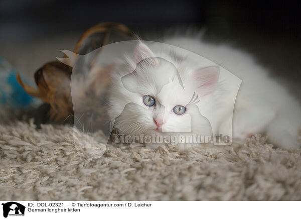 Deutsch Langhaar Ktzchen / German longhair kitten / DOL-02321