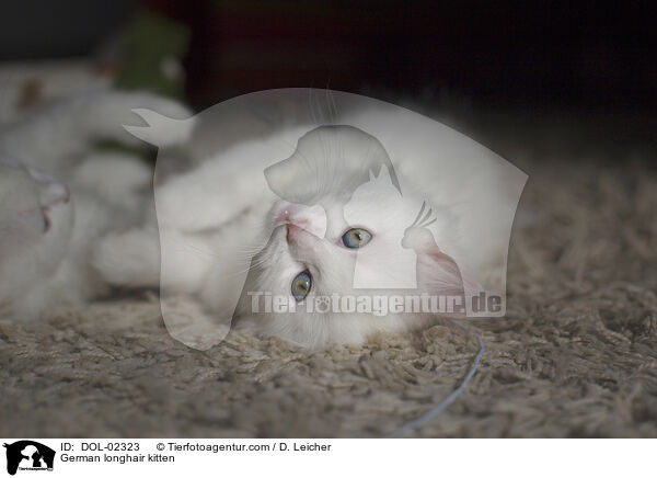 Deutsch Langhaar Ktzchen / German longhair kitten / DOL-02323