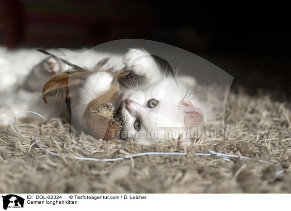 Deutsch Langhaar Ktzchen / German longhair kitten / DOL-02324