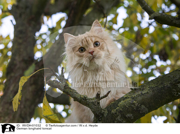 Deutsch Langhaar Kater / German longhaird tomcat / WVDH-01032