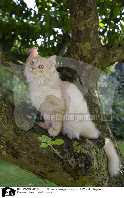 Deutsch Langhaar Kater / German longhaird tomcat / WVDH-01033